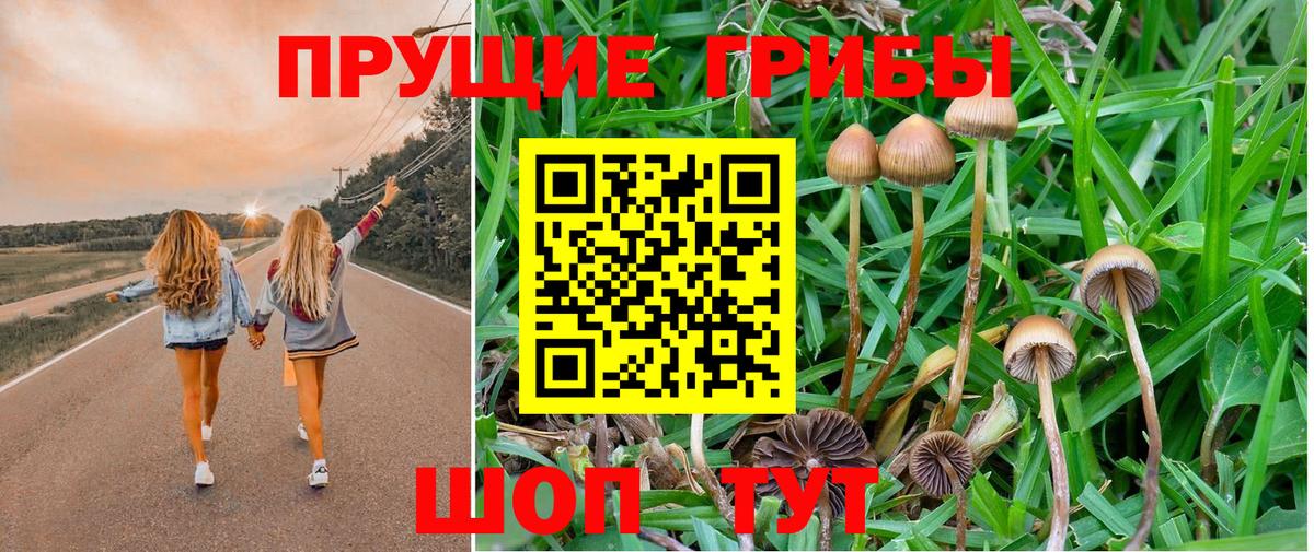 Псилоцибиновые грибы Psilocybine cubensis Славгород